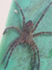 Cupiennius salei
