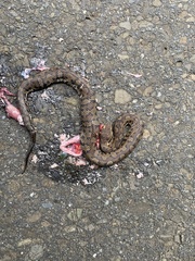 Trimeresurus gracilis