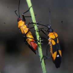 Oncopeltus spectabilis