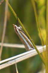 Corynophora lativittalis