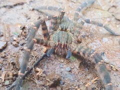Cupiennius salei