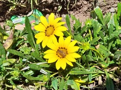 Asteraceae