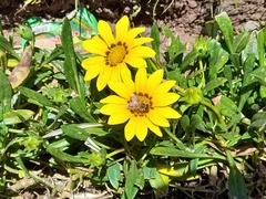 Asteraceae