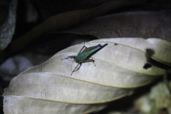 Scaria