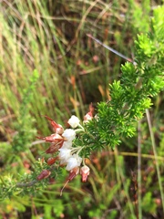 Erica intermedia albiflora