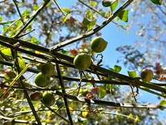 Citharexylum herrerae