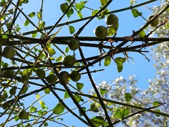 Citharexylum herrerae