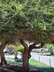 Citharexylum herrerae