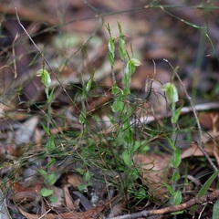 Pterostylis erubescens