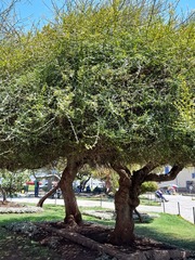 Citharexylum herrerae