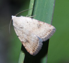 Micrathetis