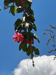 Passiflora tripartita mollissima