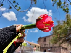 Passiflora tripartita mollissima