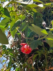 Passiflora tripartita mollissima