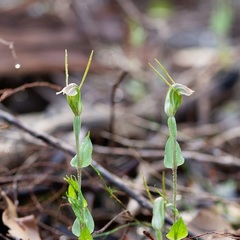 Pterostylis erubescens