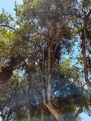 Escallonia resinosa