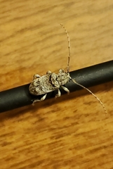 Ecyrus