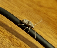 Ecyrus