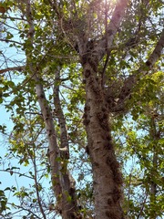 Alnus acuminata