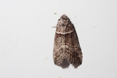 Calathusa hypotherma
