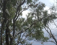 Cacatua sanguinea