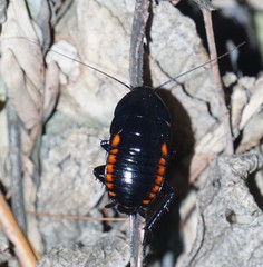 Eurycotis abdominalis