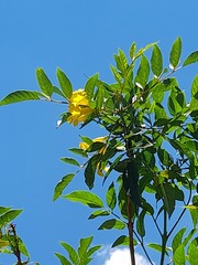 Tecoma stans