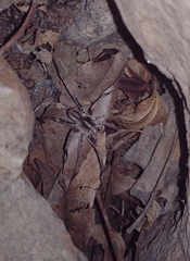 Centroctenus brevipes