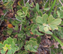 Searsia cuneifolia
