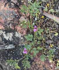 Indigofera australis australis