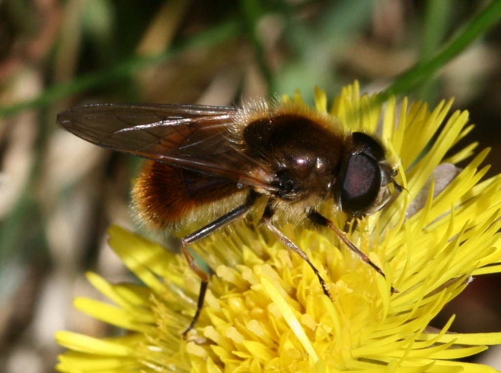 Cheilosia corydon