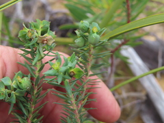 Euphorbia genistoides