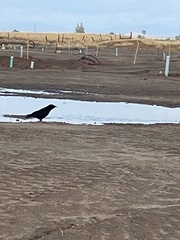 Corvus brachyrhynchos