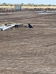 Corvus brachyrhynchos