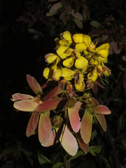 Image of Acridocarpus natalitius