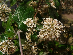 Buddleja auriculata