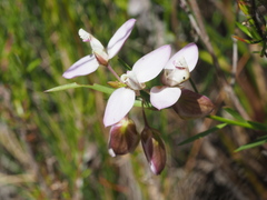 Polygala langebergensis