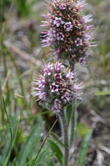 Echiostachys ecklonianus