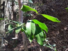 Chionanthus foveolatus