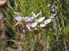 Polygala langebergensis