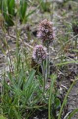 Echiostachys ecklonianus