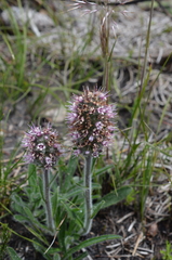 Echiostachys ecklonianus