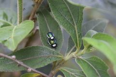 Asphaera albomarginata