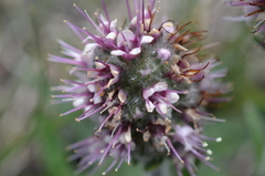 Echiostachys ecklonianus