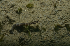 Acentronura breviperula