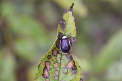 Asphaera albomarginata