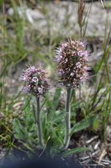 Echiostachys ecklonianus