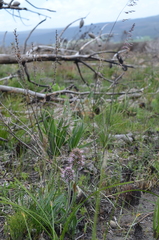 Echiostachys ecklonianus