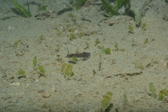 Acentronura breviperula