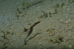 Acentronura breviperula